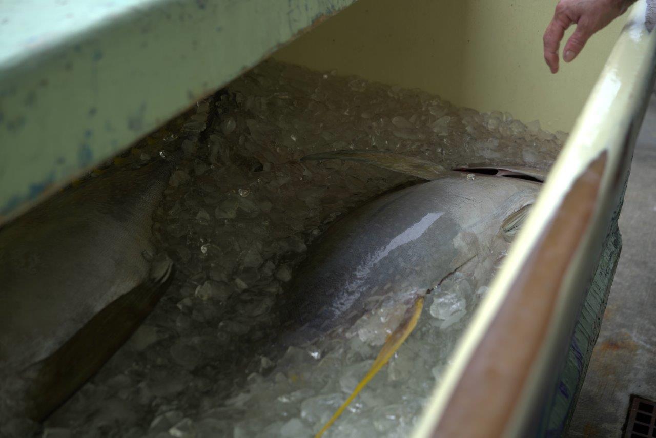 クーラーボックスに入る魚